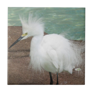 Azulejo dos Egrets nevado