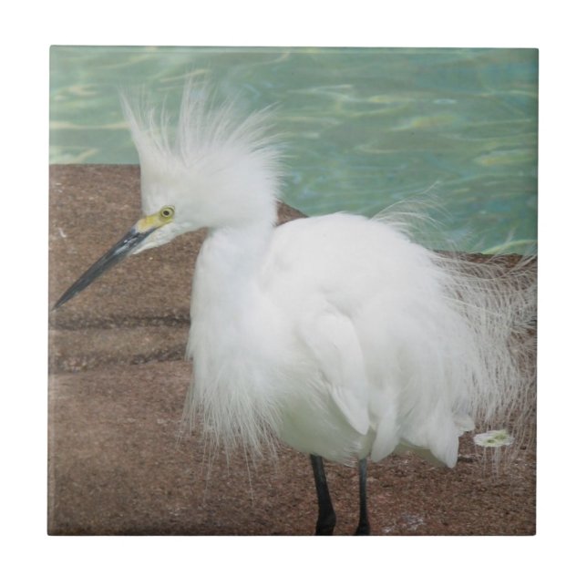 Azulejo dos Egrets nevado (Frente)