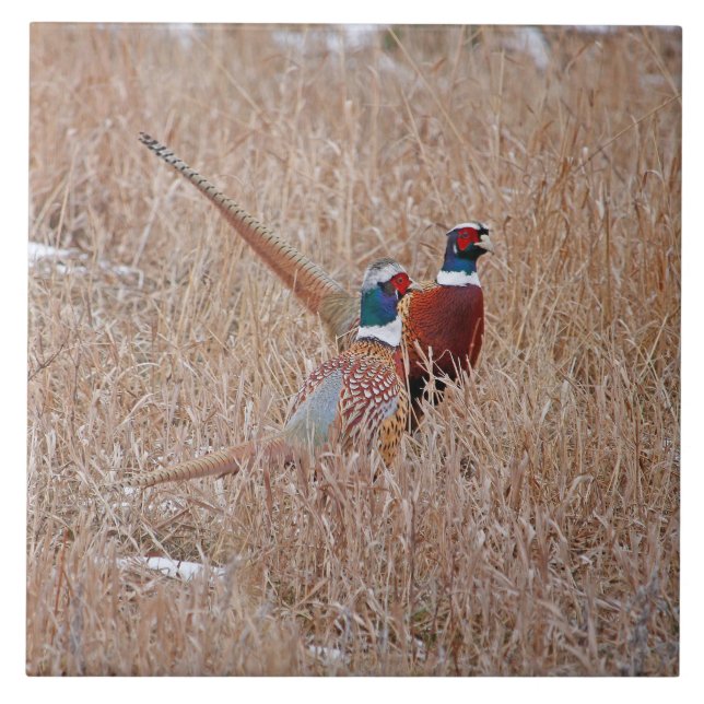 Azulejo dos faisão de Ringneck - grande 6" x 6" (Frente)