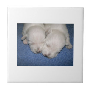 Azulejo dos filhotes de cachorro de Terrier branco