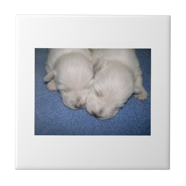 Azulejo dos filhotes de cachorro de Terrier branco (Frente)