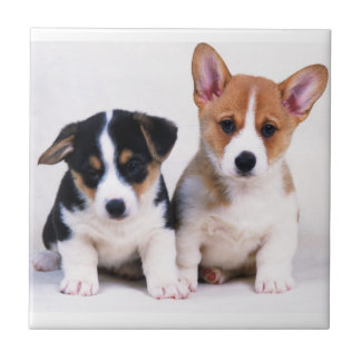 Azulejo dos filhotes de cachorro do Corgi