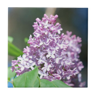 Azulejo dos Lilacs da lavanda