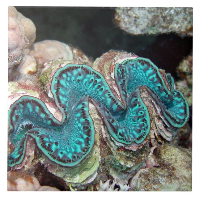 Azulejo dos moluscos gigantes (Frente)