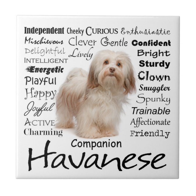 Azulejo dos traços de Havanese (Frente)