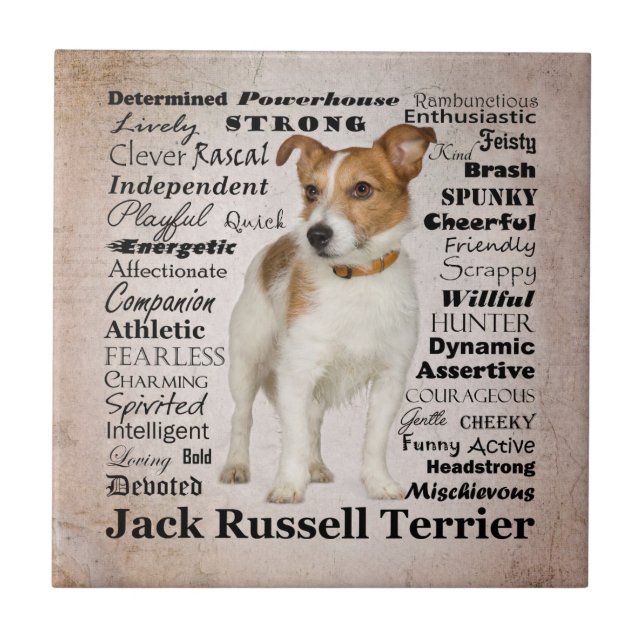 Azulejo dos traços de Jack Russell (Frente)