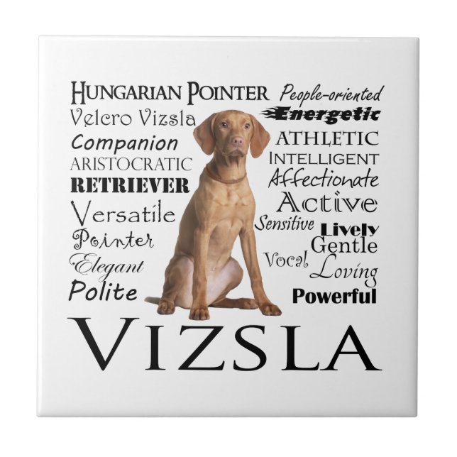 Azulejo dos traços de Vizsla (Frente)