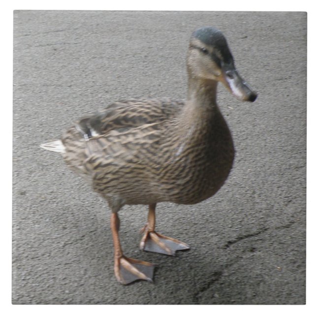 Azulejo Engraçado do Pato (Frente)