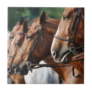 Azulejo eqüino da mostra do cavalo