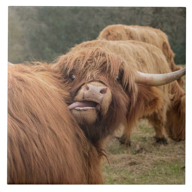 Azulejo escocês da vaca das montanhas (Frente)