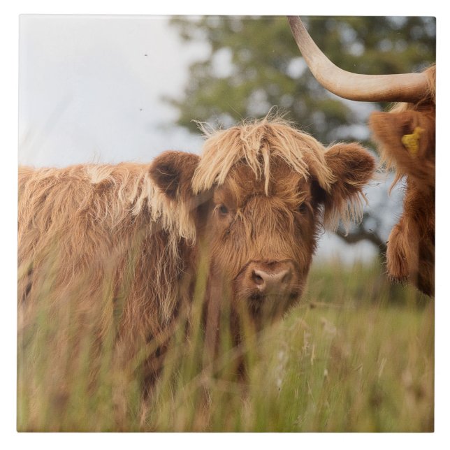 Azulejo escocês da vaca das montanhas (Frente)