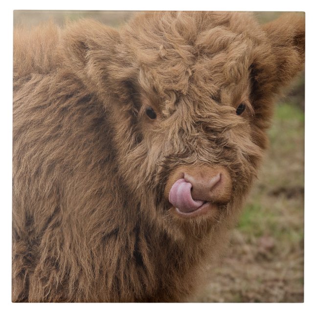 Azulejo escocês da vaca das montanhas (Frente)