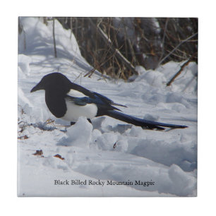 Azulejo faturado preto do Magpie da montanha