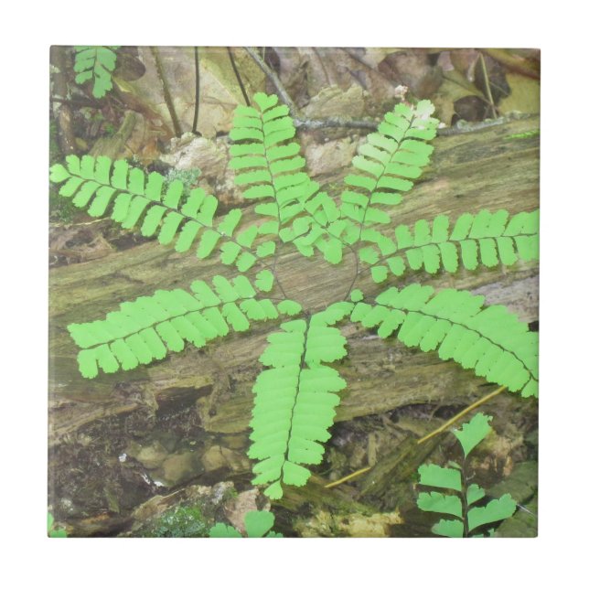 Azulejo Fern (Frente)