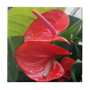 Azulejo fotográfico cerâmico de 4,25" x 4,25" co