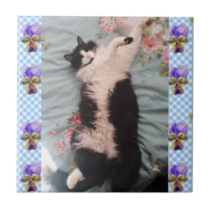 Azulejo Gato Tuxedo Dormindo Gatos Engraçados Danç