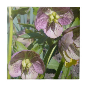 Azulejo Hellebores