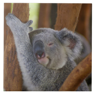 Azulejo Koala
