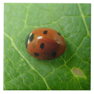Azulejo Ladybug