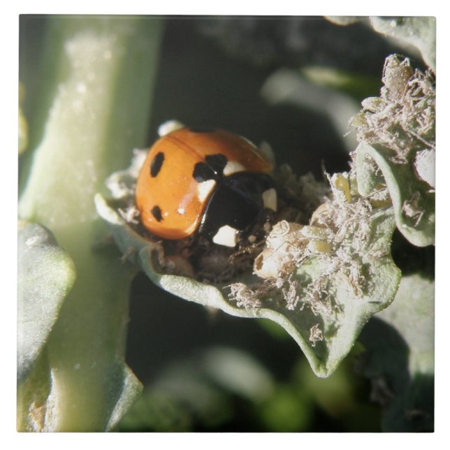 Azulejo Ladybug britânico 7 (Frente)
