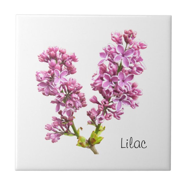 Azulejo - Lilac Blossomas (Frente)