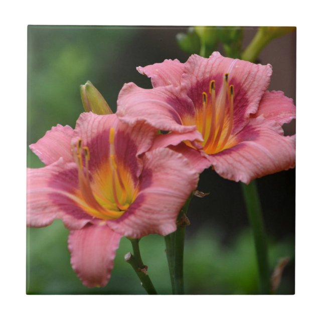 Azulejo Lily Rosa (Frente)