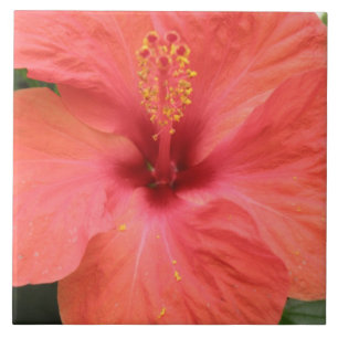 Azulejo Macro Flor Laranja Hibiscus