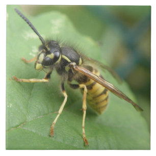 Azulejo Macro Hoverfly