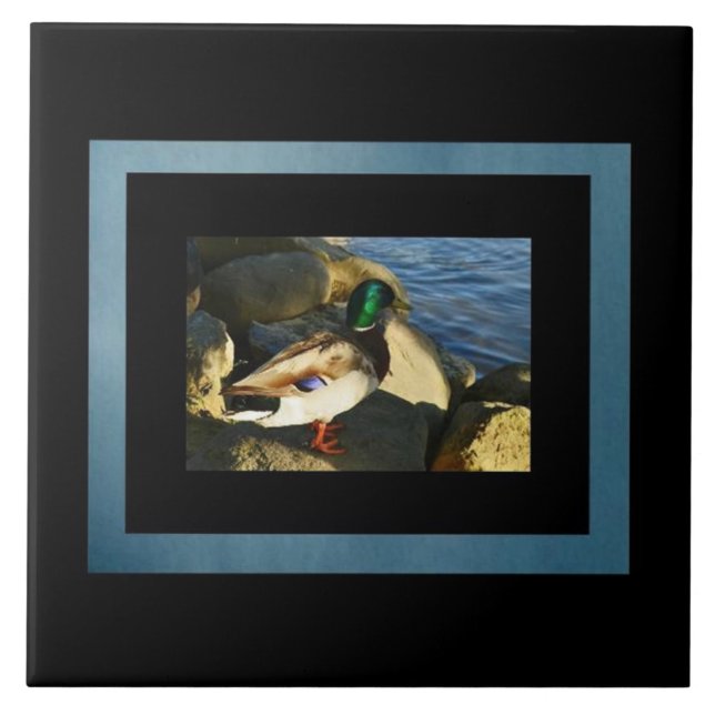 Azulejo Mallard Duck (Frente)