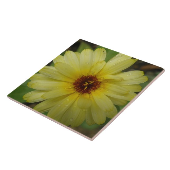 Azulejo Marigold, Colírio Amarelo (Lateral)