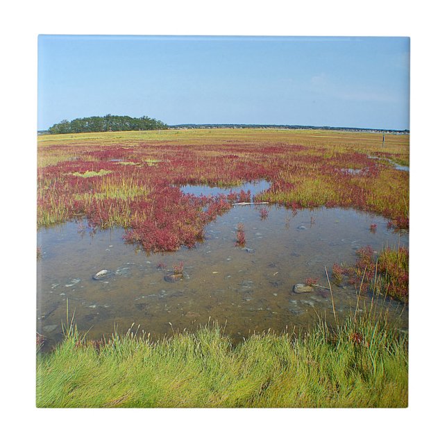 Azulejo Marsh Hammonasset (Frente)