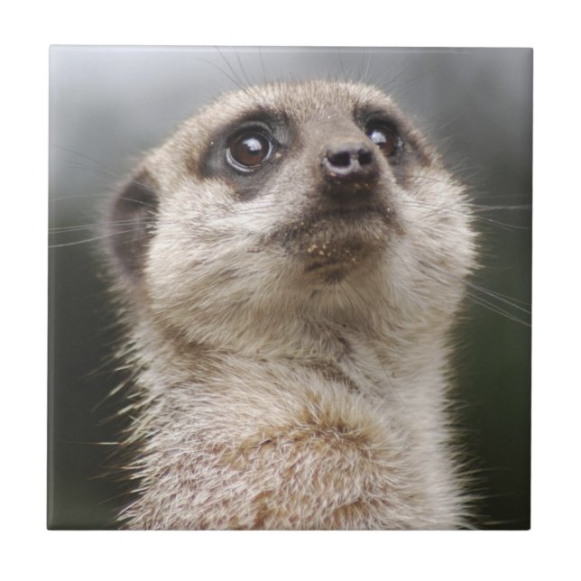 Azulejo Meerkat (Frente)