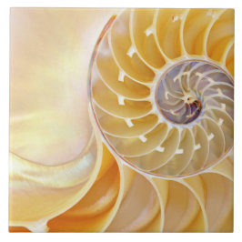 Azulejo Nautilus Cerâmico