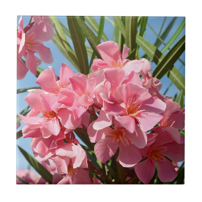 azulejo Oleander Rosa (Frente)