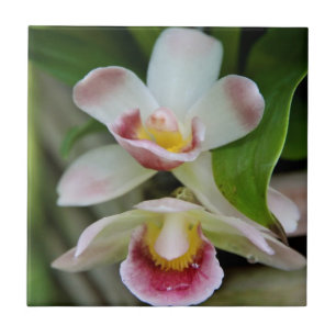 Azulejo - orquídea em forma de leque