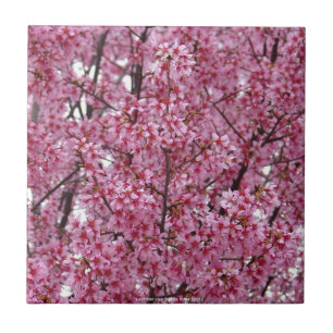 Azulejo Parede Rosa de Flores de Cerejeira