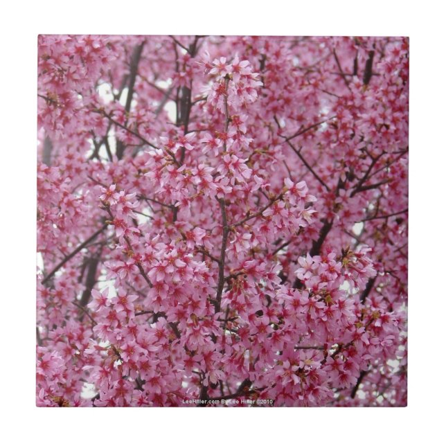 Azulejo Parede Rosa de Flores de Cerejeira (Frente)