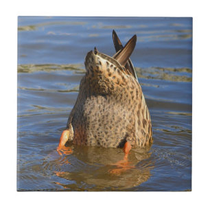 Azulejo Pato para Cima