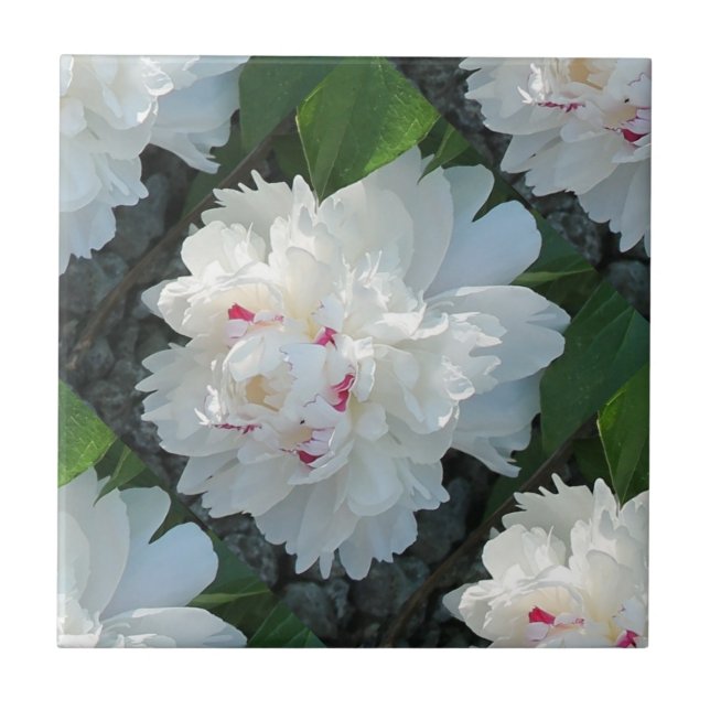 Azulejo Peony MultiPrecioso (Frente)