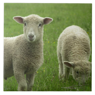 Azulejo pequeno dos cordeiros