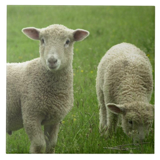 Azulejo pequeno dos cordeiros (Frente)