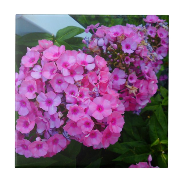Azulejo Phlox Rosa (Frente)