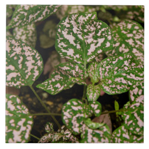 Azulejo - planta cor-de-rosa das bolinhas