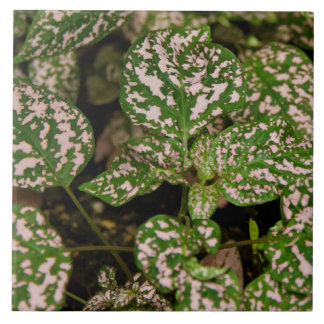 Azulejo - planta cor-de-rosa das bolinhas