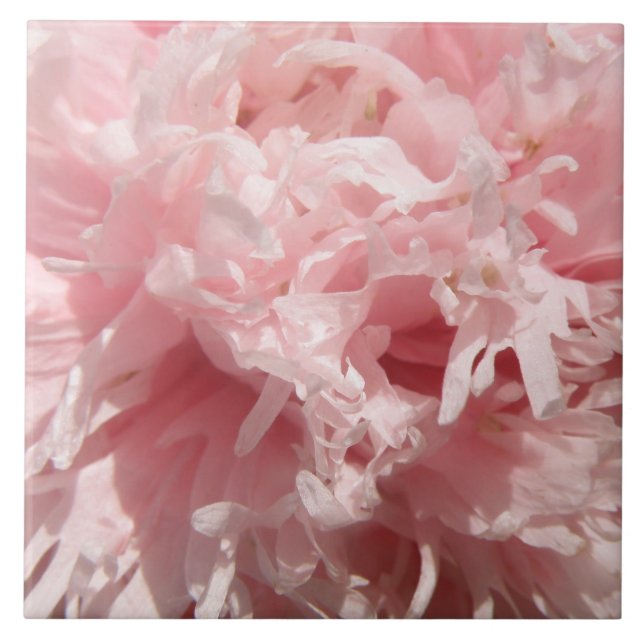 Azulejo Pó-Rosa bonito (Frente)
