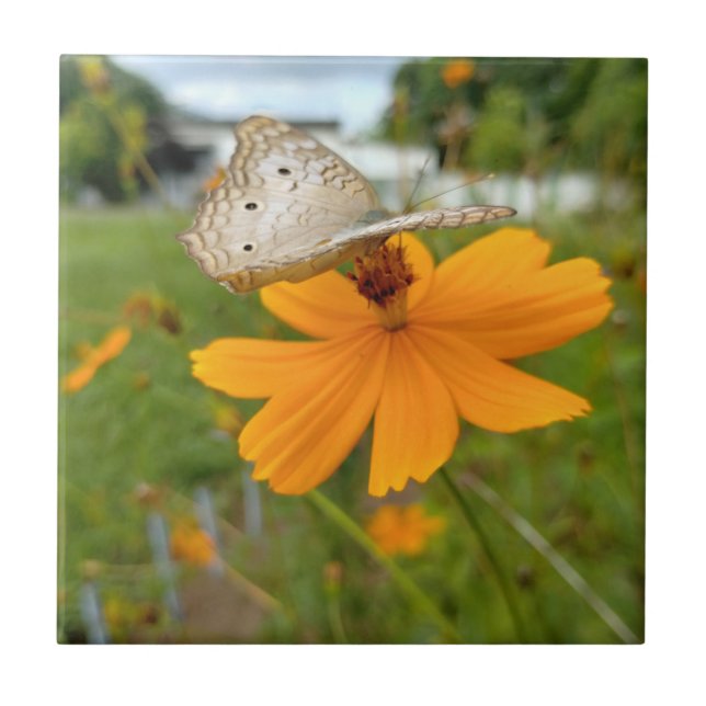 Azulejo Pouso da Borboleta (Frente)