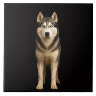 Azulejo Preto 4 Luxe com Icy Elite Husky