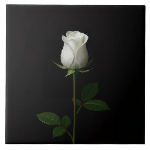 Azulejo Preto 4 Luxe com Rosa Branca Pura