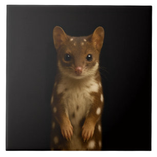 Azulejo Preto 4 Luxe com Sweet Quoll