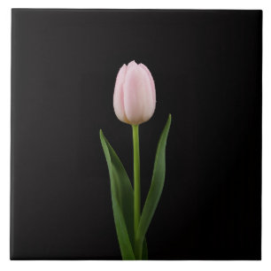 Azulejo Preto 4 Luxe com Tulipa Rosa Bege